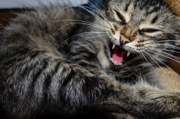 Fototapeta na wymiar The cat is yawning close-up