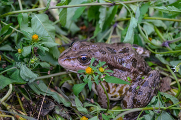 Frog in the grass. Close up