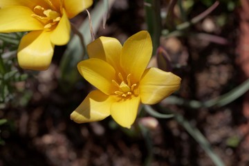 Flower of a Lady Tulip, Tulipa clusiana var chrysantha