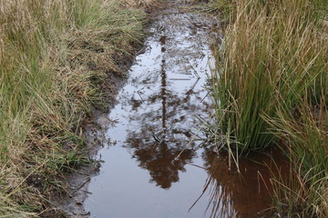 Reflektion eines Baumes in einer Wasserpfütze, Februar 2020, Bad Endorf, Deutschland