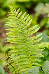 close-up of young green fern leaf in the forest.