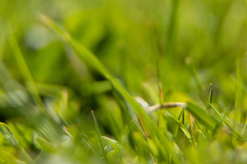 close-up of green grass with blurred background
