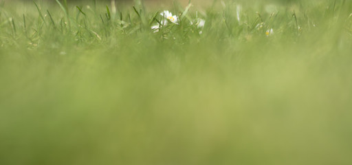 Obraz na płótnie Canvas blurred green meadow with flowers of daisies