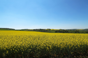 Obraz premium Spring landscape. Cultivated colorful raps field in Germany