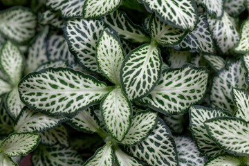 Obraz premium Nerve plant, Fittonia albivenis