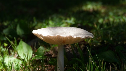 Mushroom in Sunlight