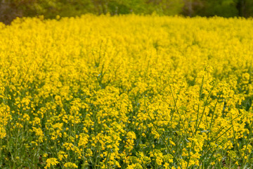 Rapeseed field in spring