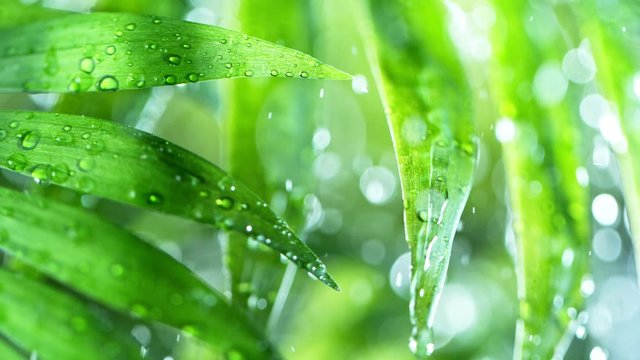 fresh green leaves with water drops falling, relaxation with water ripple drops concept , filmed on cinema slow motion camera at 1000 fps