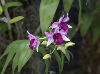 Orchid