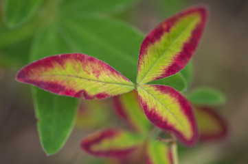 Closeup of green zigzag clover leaf with vivid red edge colored by autumn