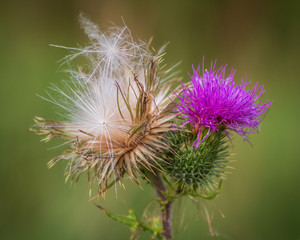 Close-up of one blooming thistle flower and one over flowered thistle (seed head)