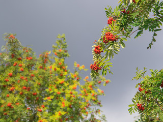 Branches of the rowan tree with red ripe berries and green leaves on a blue and cloudy August sky