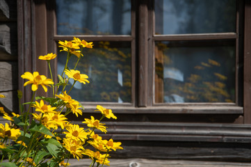 Yellow flowers reflecting in the window of old wooden house on bright summer day