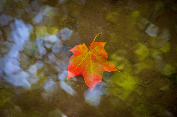 Closeup of red and green coloured maple leaf in the water with the reflection of sky on the water