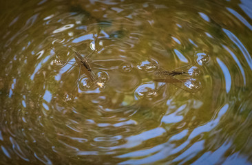 Two common pond-skaters on the water surface making circles on the water reflecting trees and sky