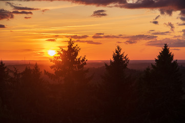 sunset in the forest