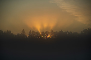 Crepuscular rays in a foggy morning coming through trees at golden sunrise over the forest - an atmospheric optical phenomenon, soft focus