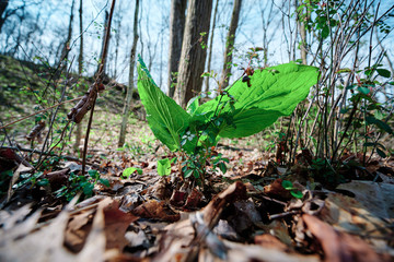 first greens in the woods 