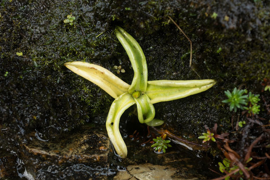 Common Butterwort (Pinguicula vulgaris) Carnivorous Plant in Scottish Bog Habitat at Knockan Crag