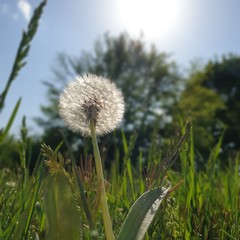 dandelion against blue sky