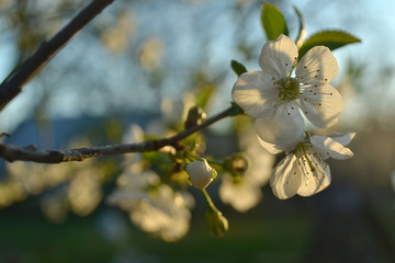 cherry blossom in spring