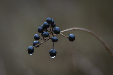 Twig of European black elderberry with fruit clusters and in late autumn with raindrops on it
