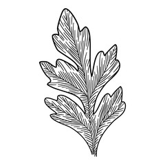 Chamomile leaf icon. Hand drawn illustration of chamomile leaf vector icon for web design