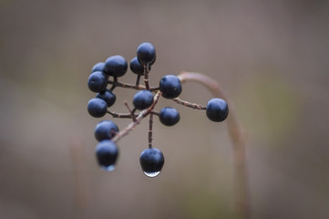 Twig of European black elderberry with fruit clusters and in late autumn with raindrops on it