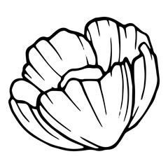 Rose peony icon. Hand drawn illustration of rose peony vector icon for web design