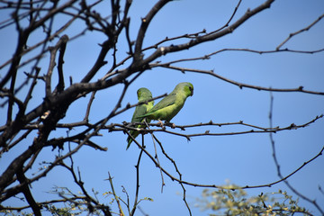 PERIQUITO ESMERALDA (Forpus coelestis) en Tumbes, Peru. 