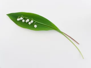 Gordijnen Isolated lily-of-the-valley flowers with foliage against white background © Jane Tansi