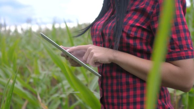smart eco lifestyle agriculture farming concept . farmer girl plant researcher uses and touch tablet a while checking corn on the farm . woman with digital tablet works in the field