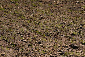 Young wheat seedlings growing on a field in a black soil. Spring green wheat grows in soil. Close up on sprouting rye on a agriculture field in a sunny day. Sprouts of rye. Agriculture.