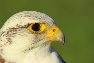 Greifvogel 1