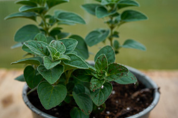 Organic seasoning. Greek oregano plant. Portrait orientation.