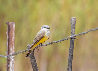 Western kingbird on barbed wire fence