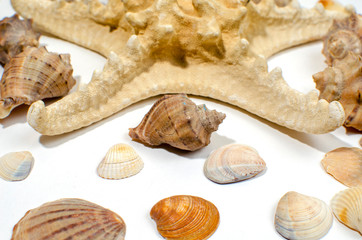 a large starfish and many small shells close-up