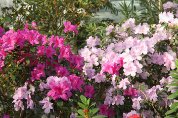 Fototapeta na wymiar Beautiful spring image with bright flowers of azalea