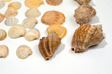 Various shells and sea snails against white background