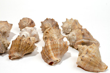 many small shells of various species close-up