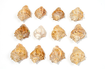 many small shells of various species close-up