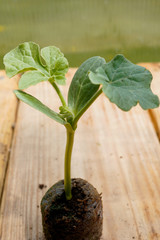 Watermelon sprout growing in a soil pod. Organic, greenhouse gardening.