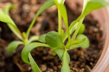 Young green parting close-up. Seedling for planting. Close-up.