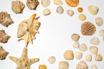 many small shells of various species close-up