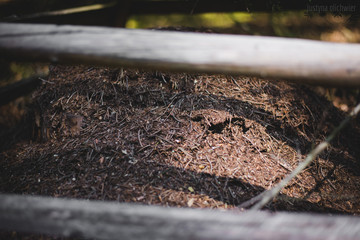 Anthill protection in the forest, anthill close up on a sunny weatheer