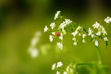 flowers with ladybug