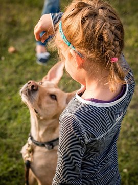 Rear View Of Girl Giving Treat To Dog