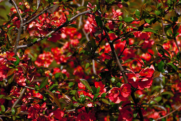 little red flowers with green leaves. Bushes bloom on a dark background.