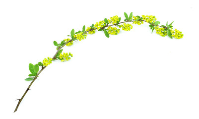 Flowering branch of barberry isolated on a white background.  Copy space.