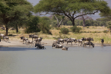 Obraz premium Elephants at a billabong on a sunny day